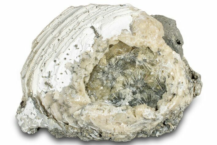 Fossil Clam (Mercenaria) w/ Fluorescent Calcite - Rucks' Pit, FL #300328